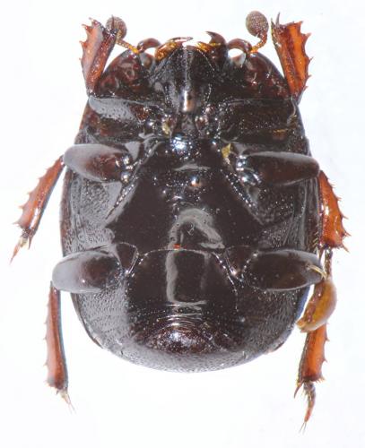 Margarinotus carbonarius carbonarius